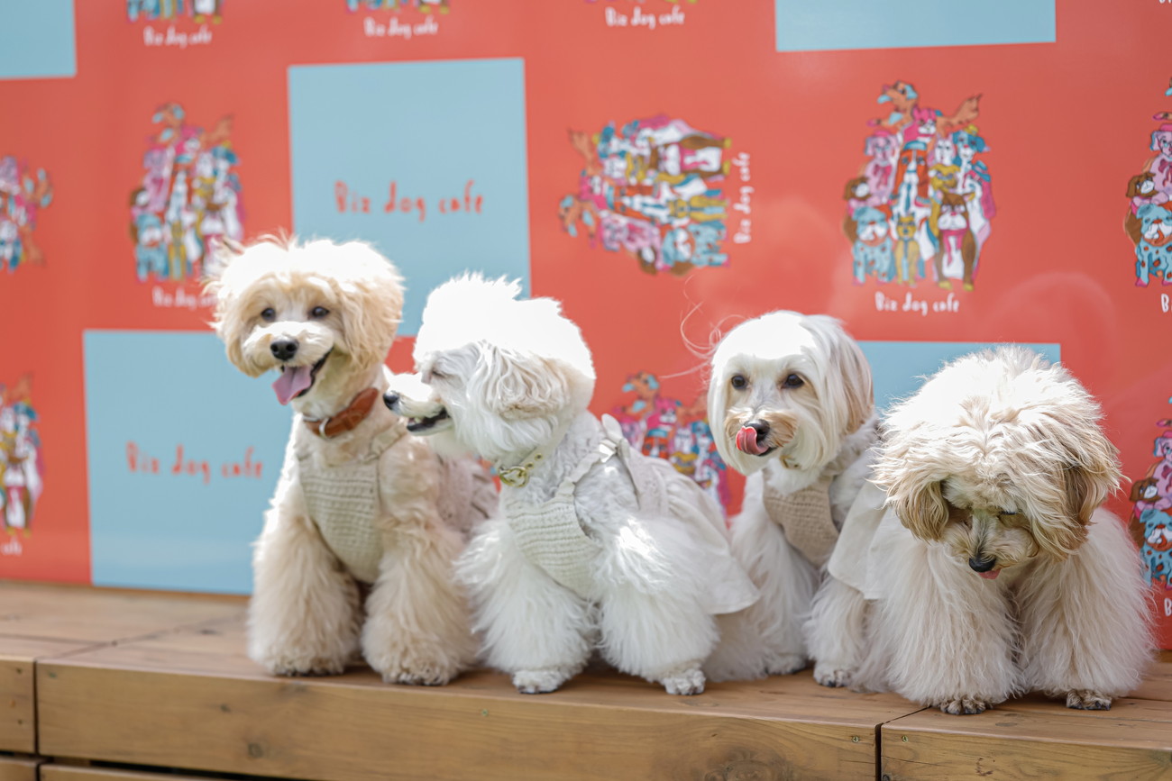 カフェ_天童市_biz-dog-cafe-19.jpg